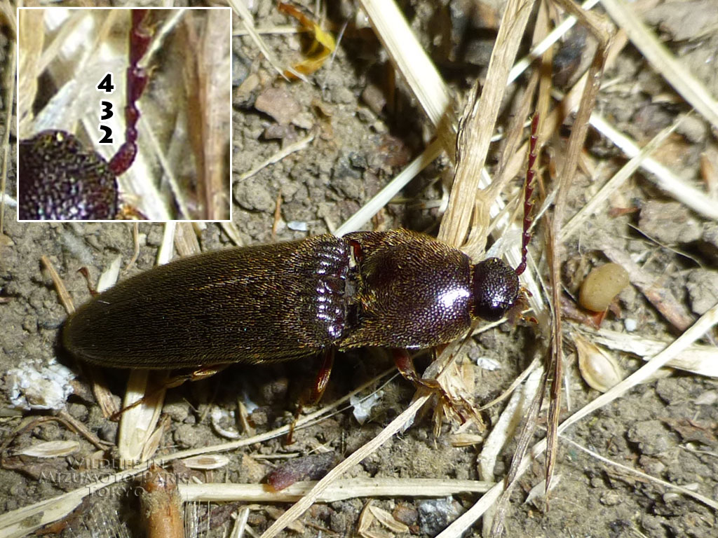 クシコメツキ Pectinatehorned Click Beetle水元公園の生き物