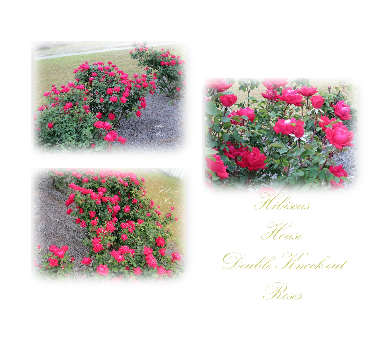 White Knockout Rose Bushes