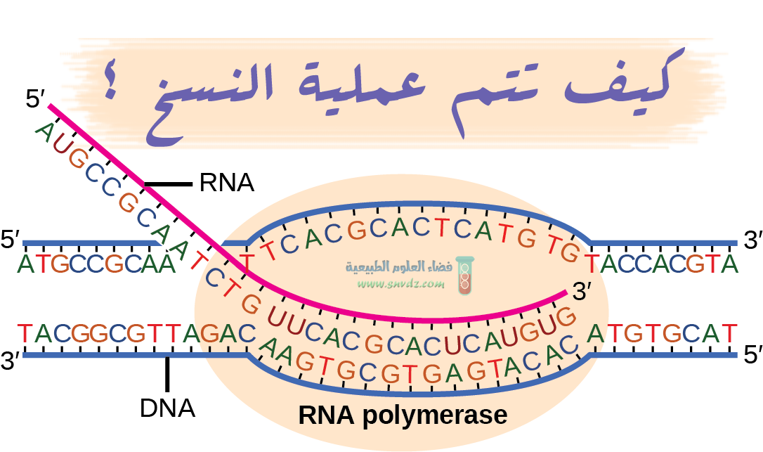 كيف تتم عملية النسخ فضاء العلوم الطبيعية