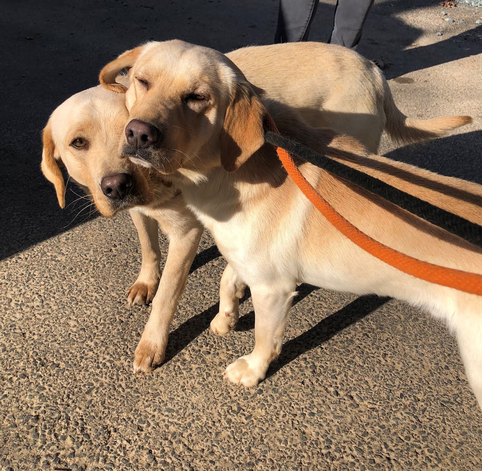 VA Dog Rescue: Hammer and Hatchet