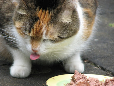 alt="gato rechazando el alimento"