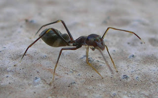 Spider that looks very much like a black ant.