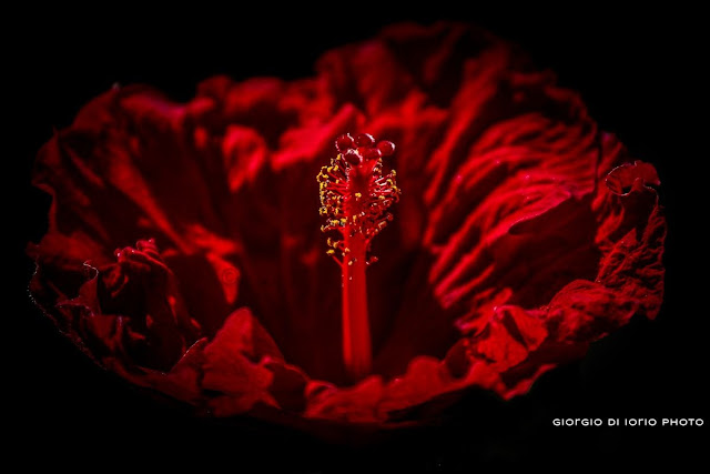 Hibiscus, Ibisco, Hibiscus moscheutos, Fiori, Macro Ischia, Natura Ischia, Foto Ischia, Naturalmente, Red, Passion, Rosso, 