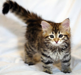 Photography Blog: Cute Siberian Kittens Photos