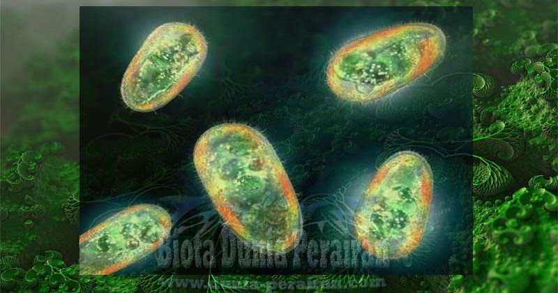 Mengenal Hewan Protozoa Dan Klasifikasi Beberapa Kelasnya Biota Dunia Perairan