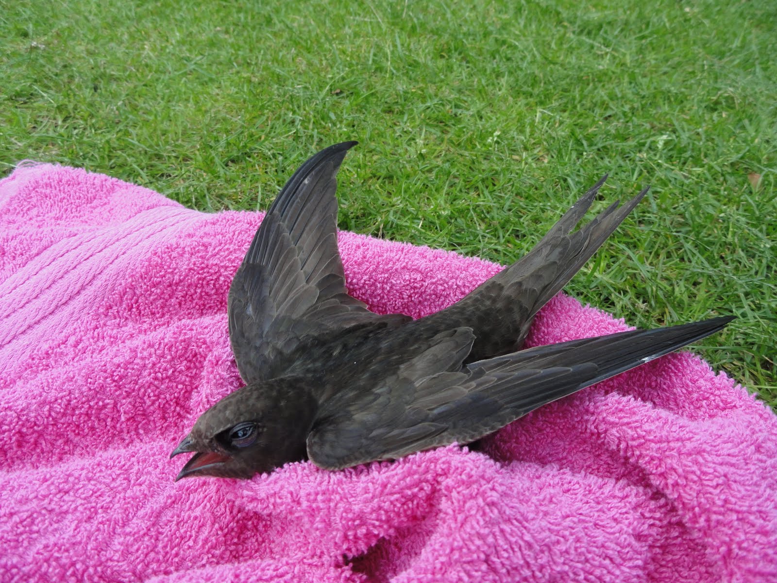 Gingini's Crafts and Quilts: Een zwaluw in de hand