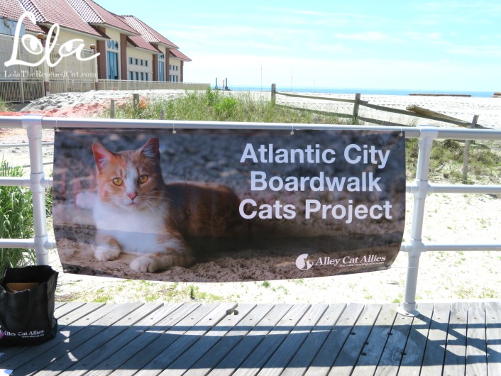 Alley Cat Allies|Atlantic City Boardwalk Cat Project