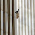 THE FALLING MAN: L'ICONA, IL SIMBOLO E IL SALTO NEL VUOTO