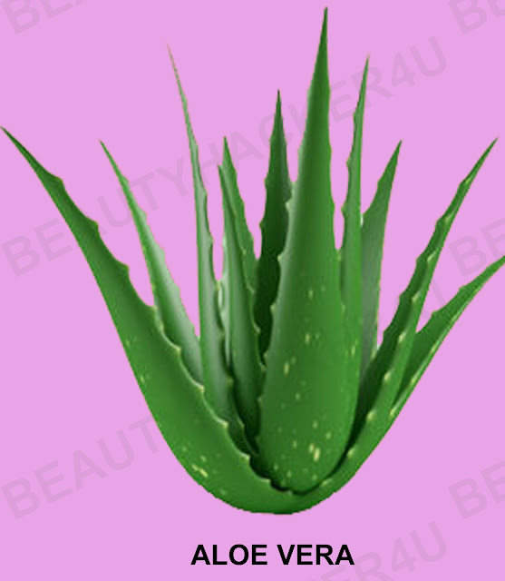 How To Regrow Aloe Vera After Cutting - how to regrow aloe vera from cutting