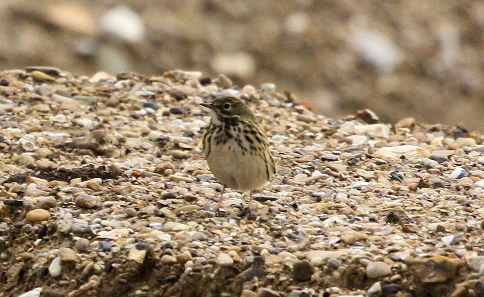 Where have all the birds gone?