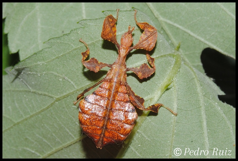Ninfa L1 de Phyllium bioculatum, 1,5 cm de longitud Ninfa L1 de Phyllium bioculatum, 1,5 cm de longitud
