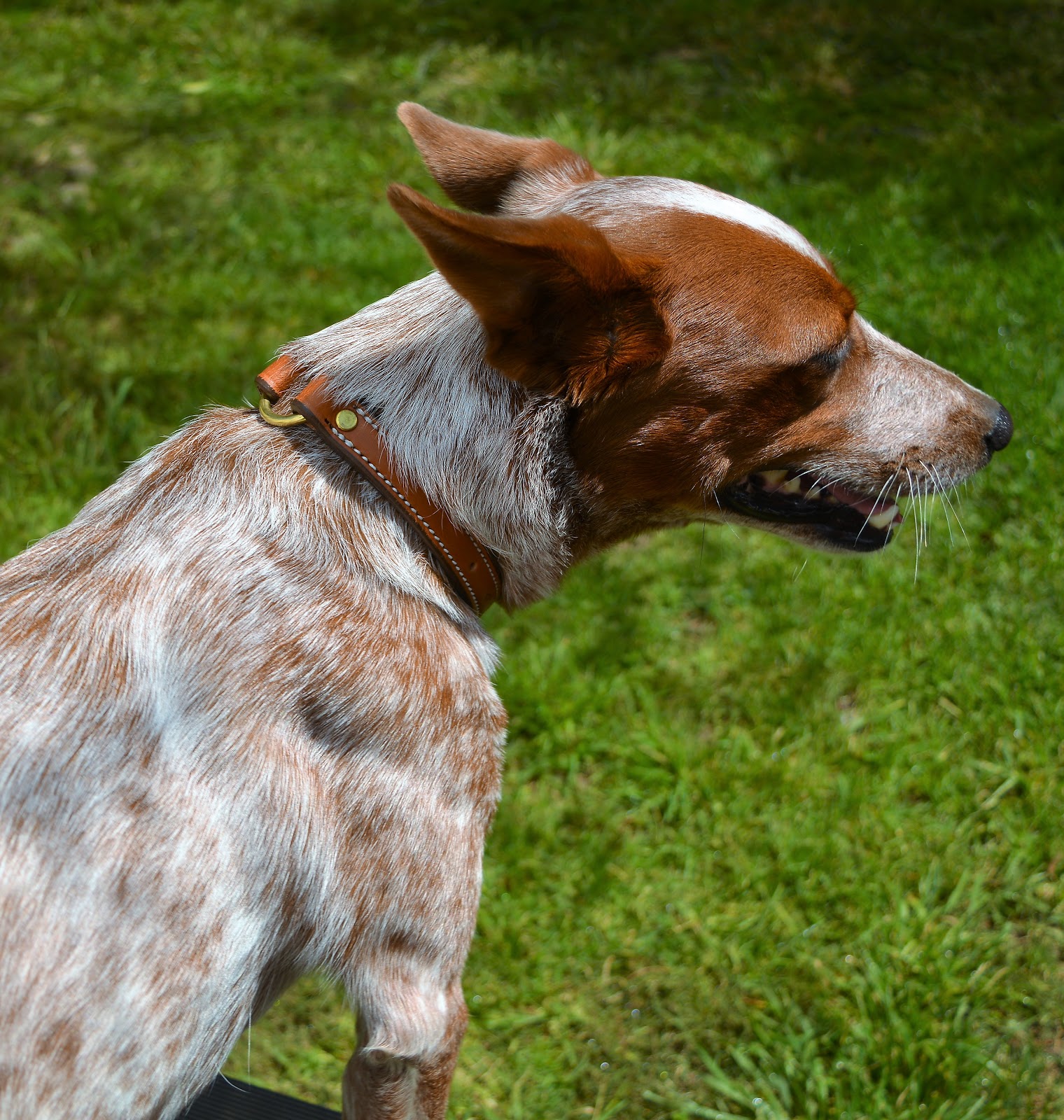 What Is A Safety Ring On A Dog Collar