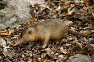 Solenodon paradoxus (Mamífero venenoso)