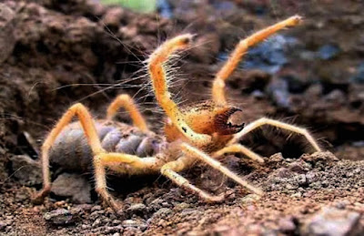 Descubren nuevo tipo de araña que come carne humana
