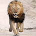 Kano’s 'crazy' lion that escaped and was recaptured will be tranquilised today after eating two ostriches