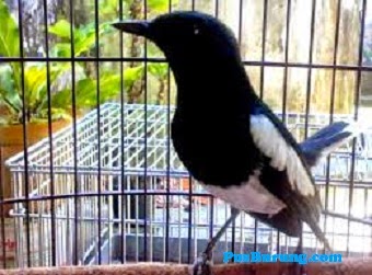 JENIS DAN CIRI BURUNG KACER - kicau Mania Aceh