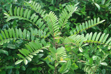 Ciri Ciri Pohon Pasak Bumi (Eurycoma longifolia) Di Alam Liar