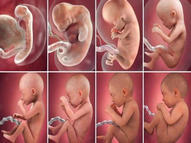 مراحل نمو الجنين  من الشهر الأول إلى الشهر التاسع
