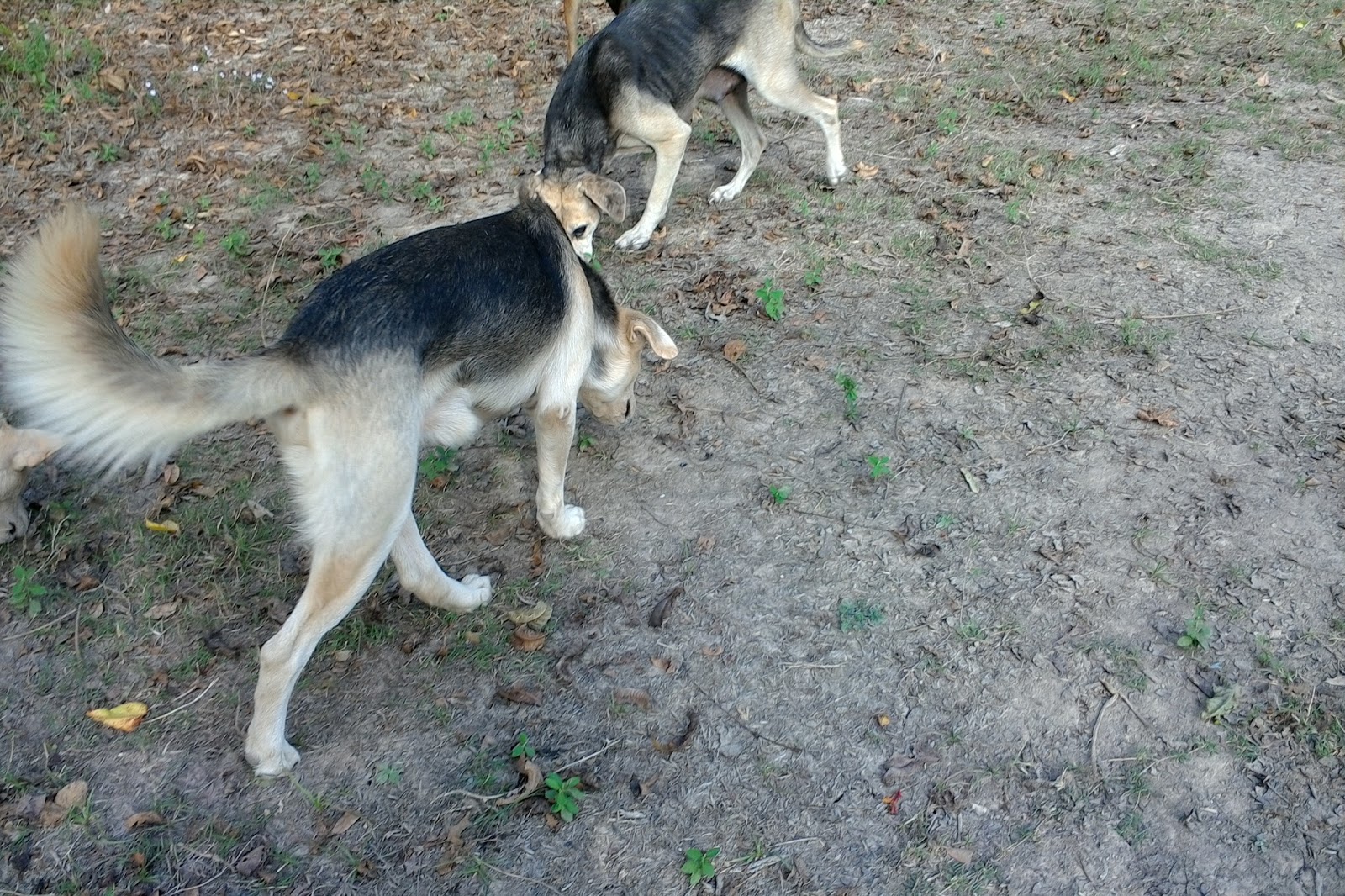 Blood Trail Dogs Blood Tracking Dogs Midwest 2016