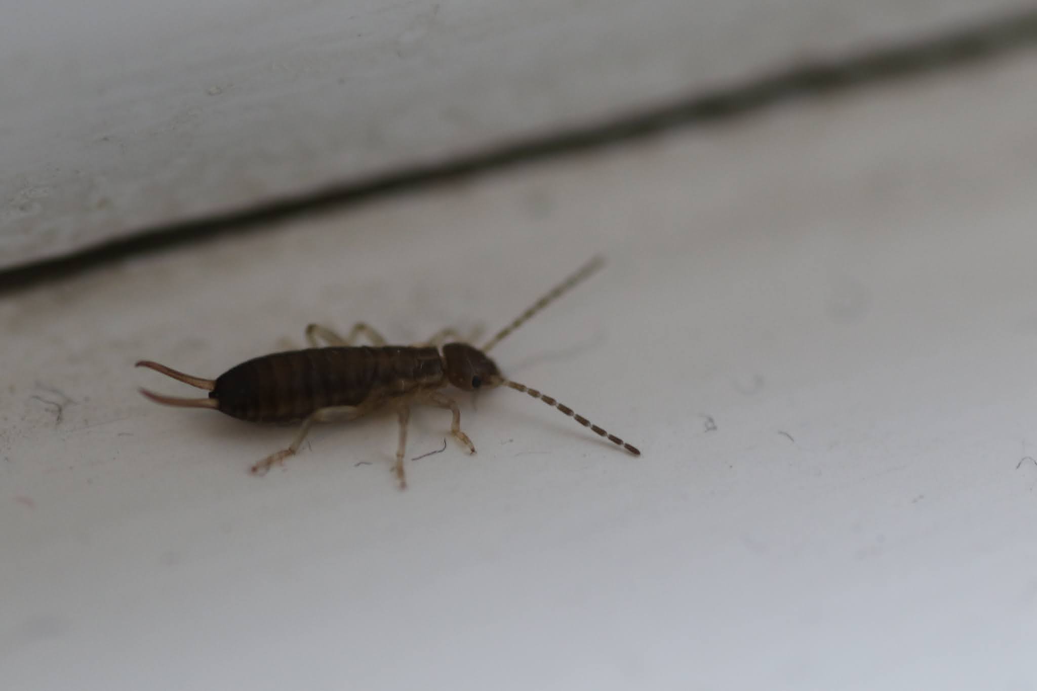 January 2021 earwig affection