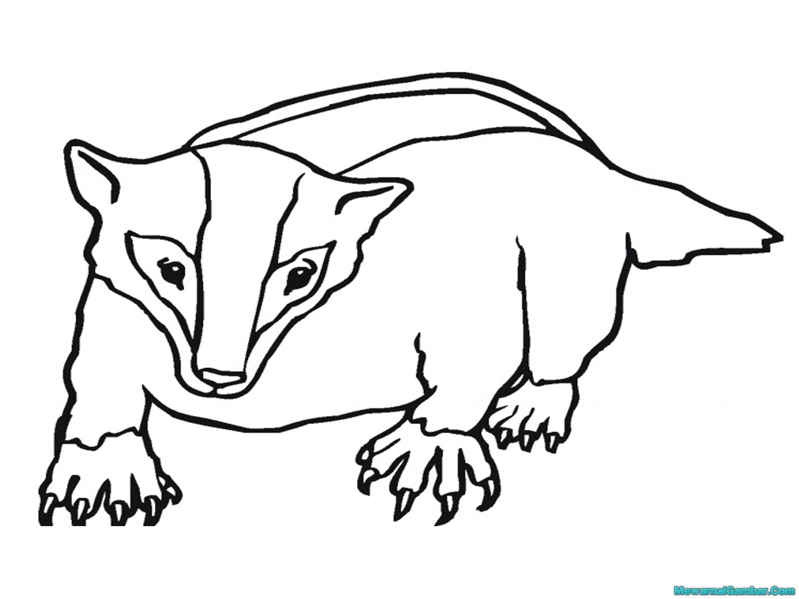 Gambar Sketsa Hewan Musang - Gambar Hewan
