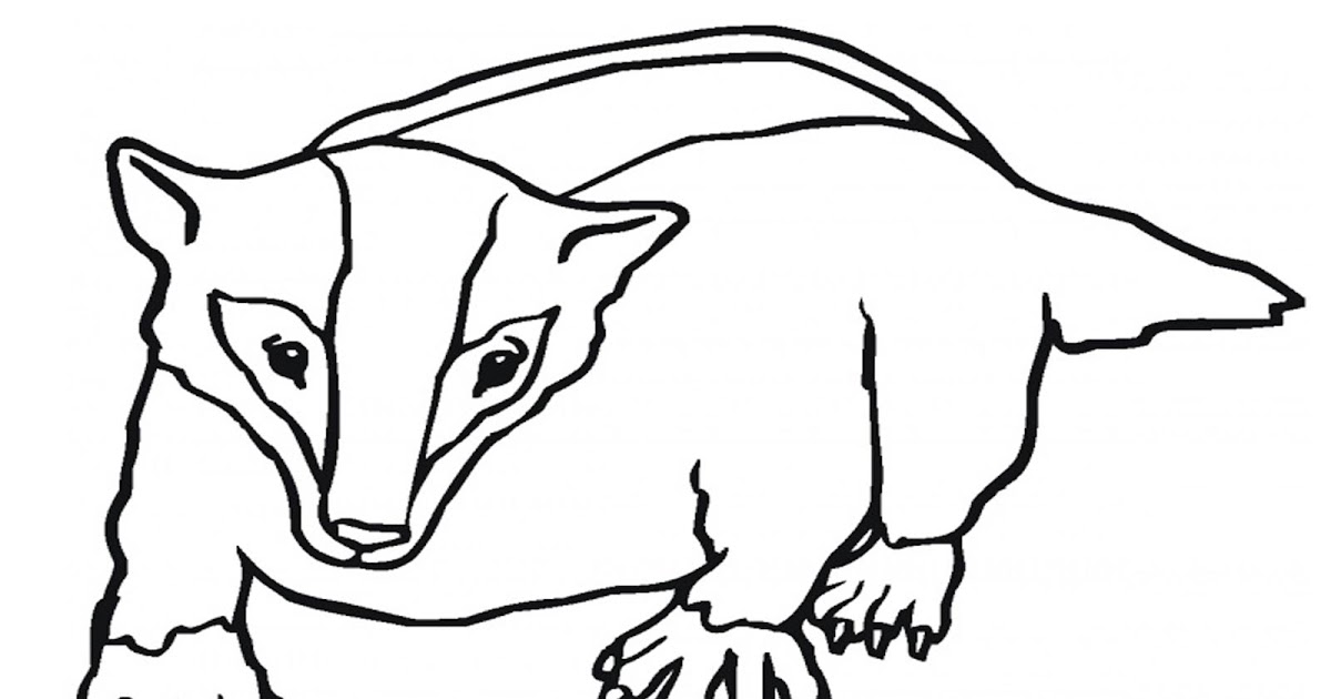 30+ Trend Terbaru Sketsa Musang Pandan Nation Wides