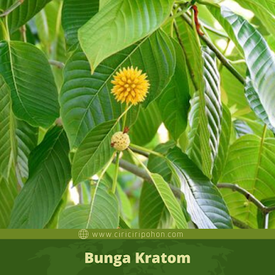 Ciri Ciri Bunga Kratom