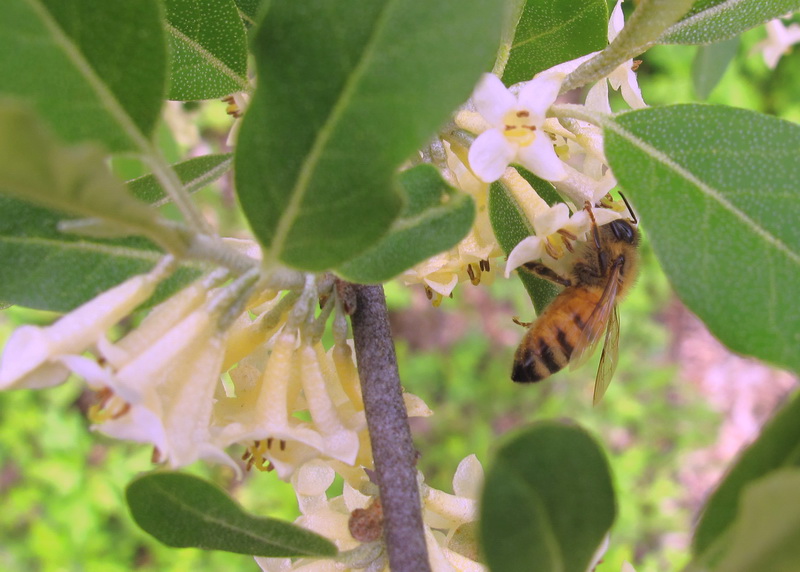The Joyce Road Neighborhood Autumn Olive and Bees