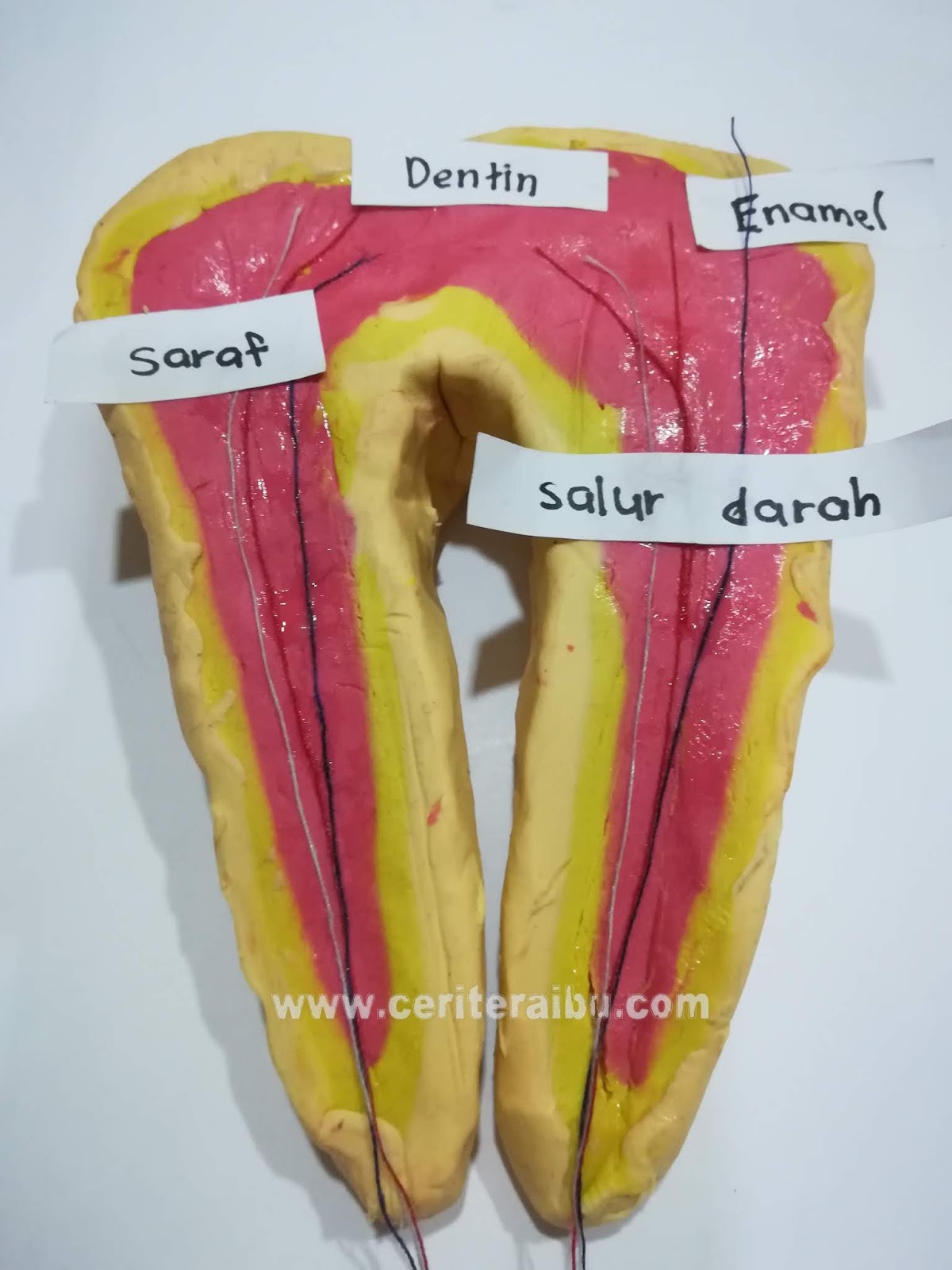 Keratan Rentas Gigi Tahun 3 - Neraca 3 palang keratan rentas gigi