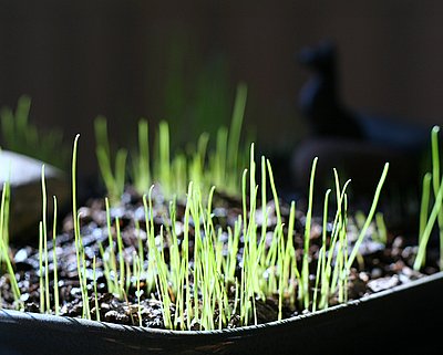 Lenten Grass, an old Finnish tradition ♥ KitchenParade.com, helping children mark the season of Lent.