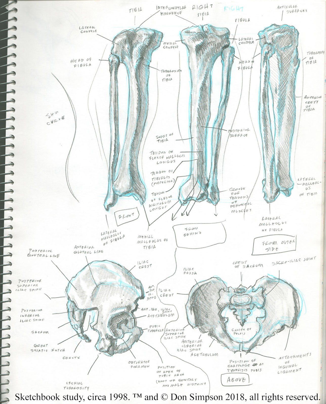 The Less Said the Better!™: Anatomical Archeology: Sketchbook Studies circa  1998