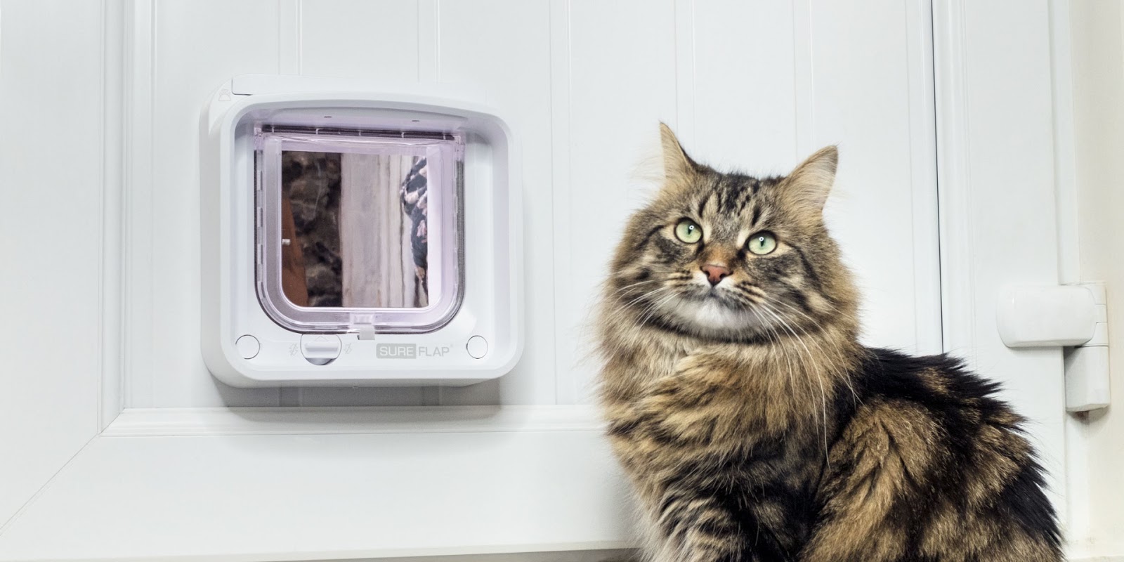 Sure Petcare Microchip Pet Door Connect Australian Cat Lover