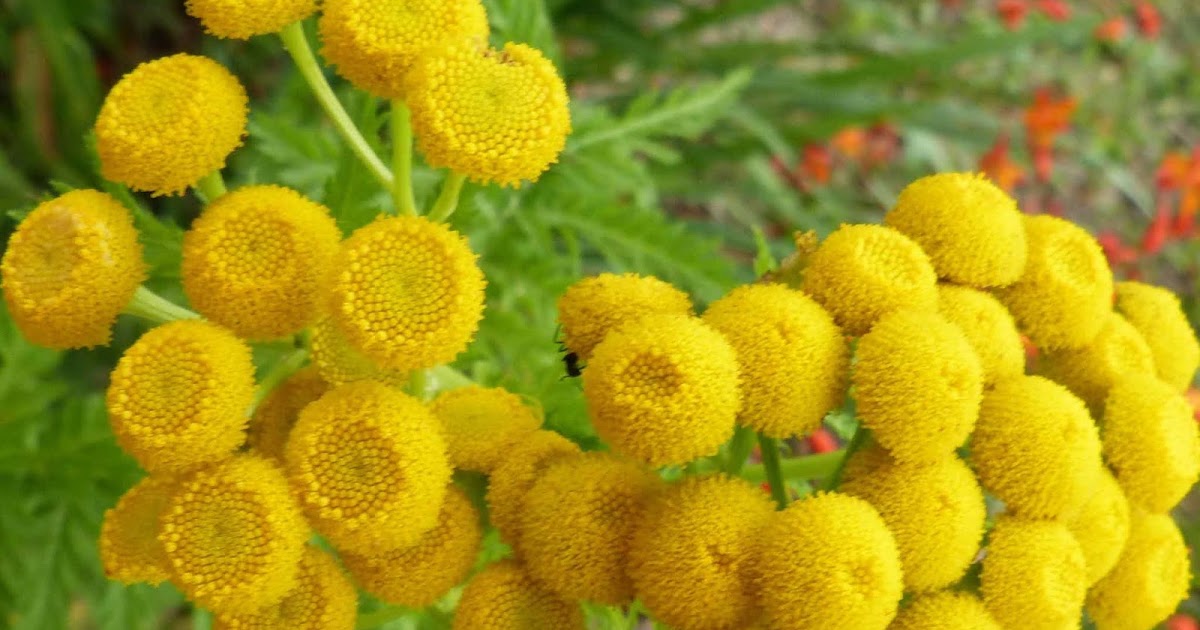 Canguçu em Cores Catingademulata em Flor