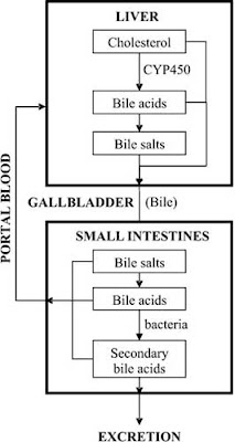 enterohepatic circulation of bile acids