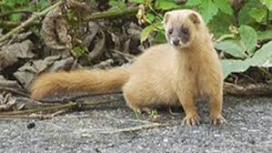 Comadreja japonesa (Mustela itatsi)