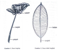 Daun Tunggal Daun Tunggal