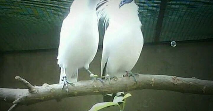 Cara Beternak Burung Jalak Bali Yang Baik Dan Benar Agar Berhasil On Kicau Baru Okb