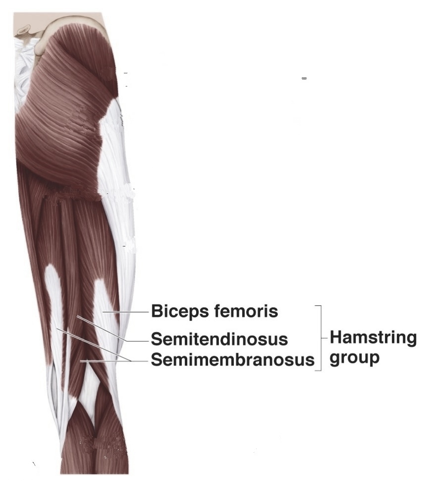 Active Knee stabilizers