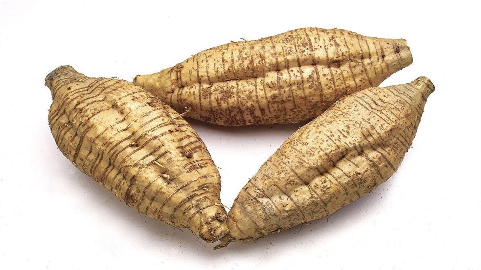 Arrowroot Definition Woher Kommt Arrowroot _ Everything You Need to Know About Arrowroot ...