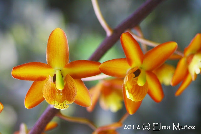 Eriopsis biloba