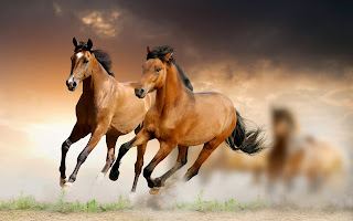 Horse Images Wallpaper