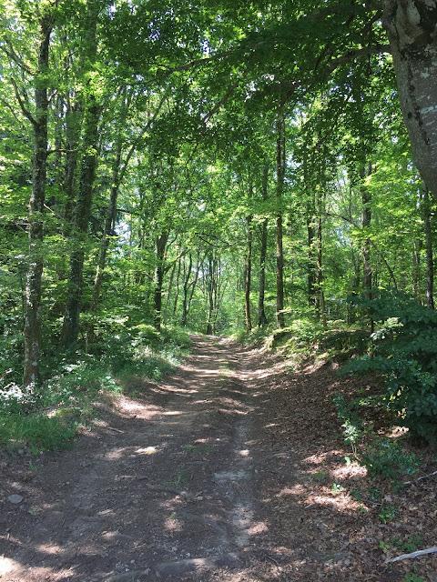 Photo Forêt Tarn (81)