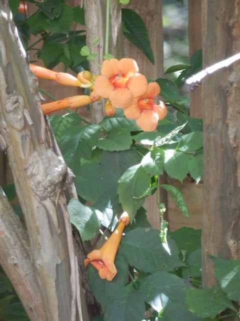 Orange Trumpet Vine