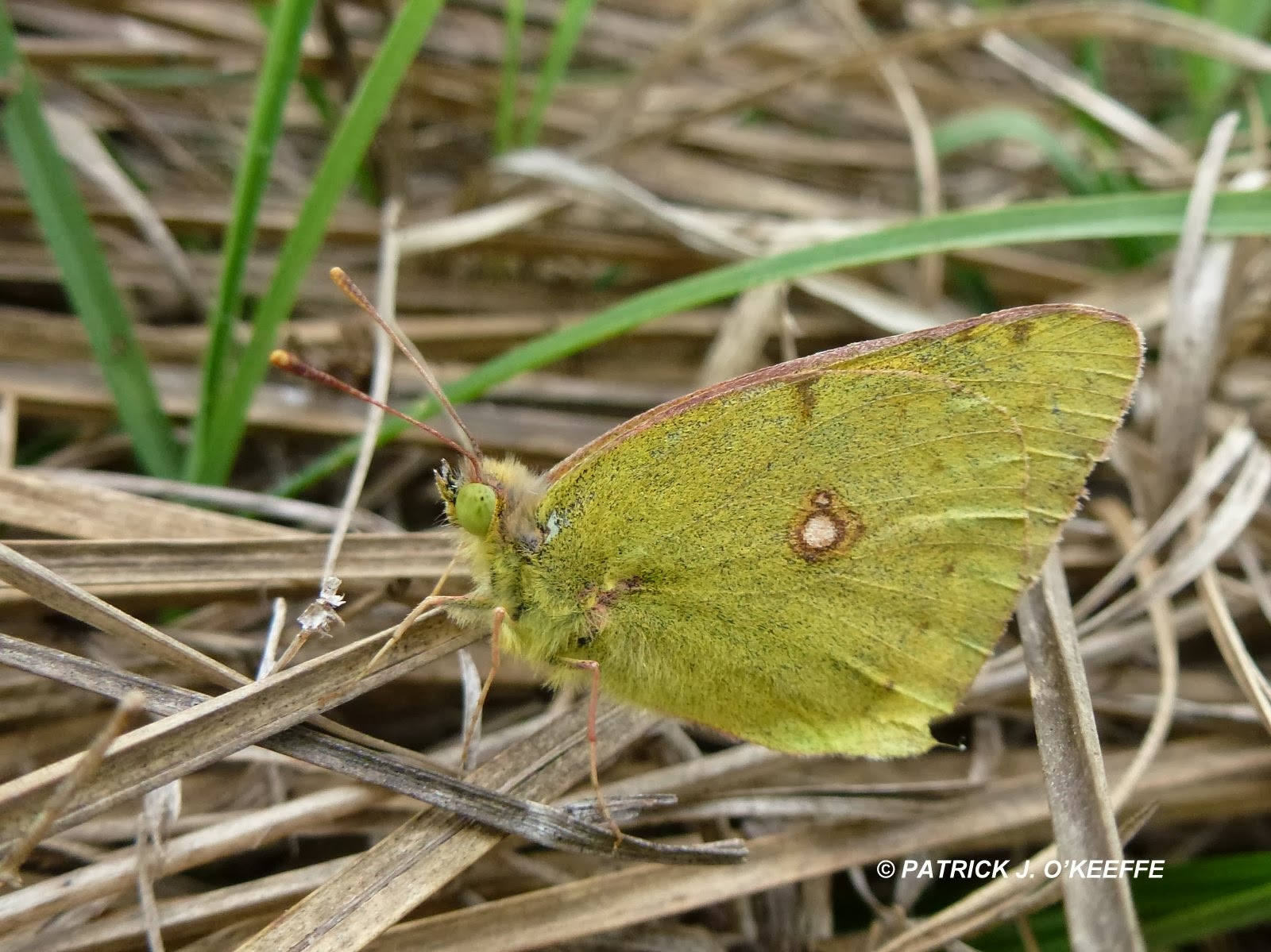Butterfly Pictures Green Veined White Pieris Napi