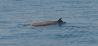 Ligurya Denizi'nde Cuvier gagalı balinasının yüzeyleri