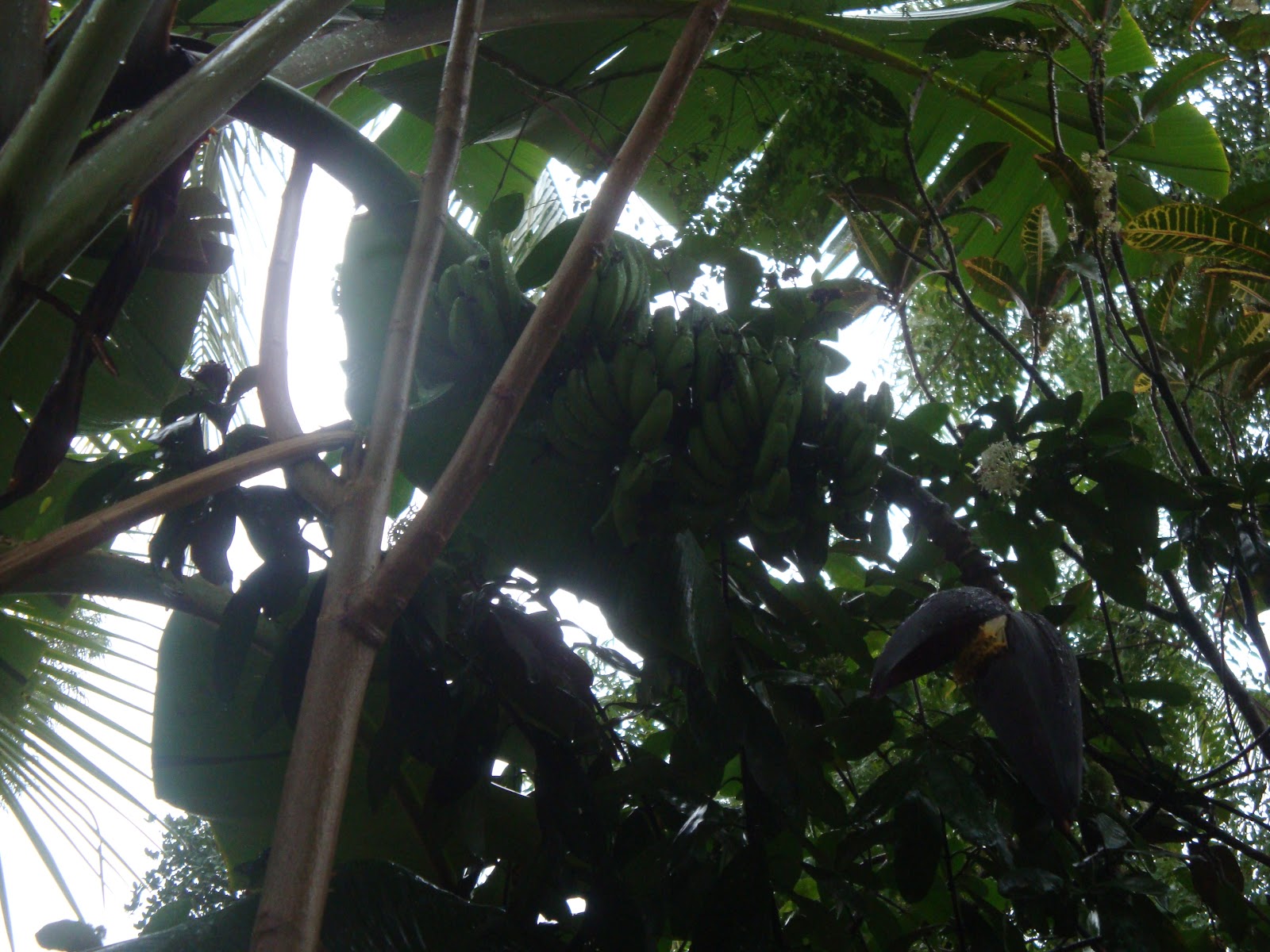 Organic micro farm and vegetable terrace garden Growing Banana