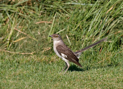 Photo of Northern Mockingbird on the lawn