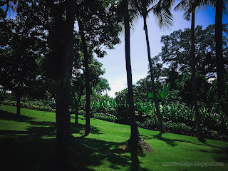 Green Grass Field With Various Types Of Tall Trees On A Sunny Day At Tangguwisia Village, North Bali, Indonesia