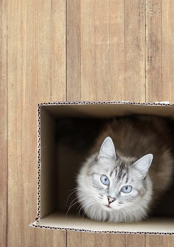 Moving House During Pregnancy or with Small Children? Here are 4 Practical Tips Moving House During Pregnancy or with Small Children? Here are 4 Practical Tips