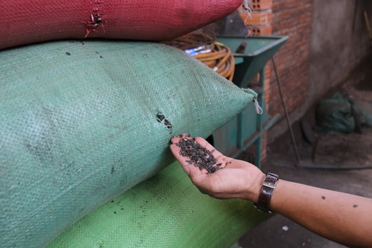 Cận cảnh chế biến cà phê độc hại từ tạp chất và than pin - Ảnh 9.